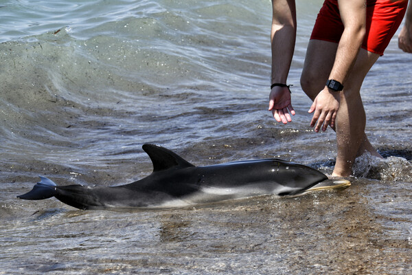 Κόρινθος: Δελφίνι βρέθηκε στα ρηχά παραλίας – Έχασε τον προσανατολισμό του