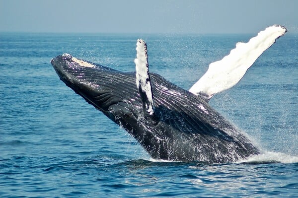 Humpback whale freed after gruelling eight-hour rescue mission in Australia