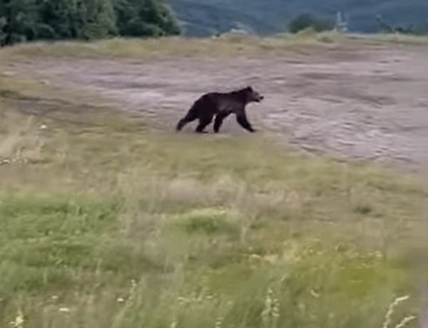 Αρκούδα έκανε «βόλτες» κοντά σε στάση ΚΤΕΛ στα Γρεβενά
