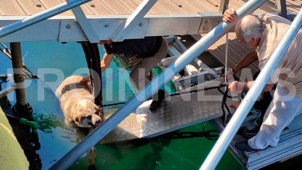 Καβάλα: Περαστικός κλώτσησε αδέσποτο σκύλο και τον πέταξε στο λιμάνι
