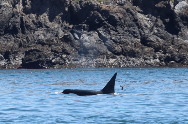 Σπάνιο θέαμα: Ελάφι κολυμπά δίπλα σε φάλαινα όρκα