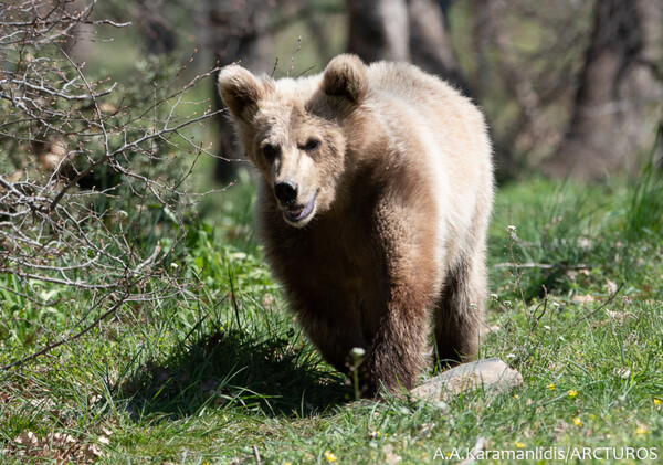 Φλώρινα: Πίσω στον Αρκτούρο η αρκούδα «Θωμάς» - Δεν κατάφερε να επιστρέψει στη φύση