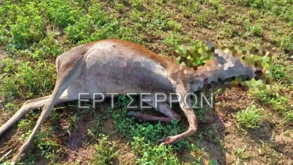 Πυροβόλησαν θανάσιμα τρία ελάφια στις Σέρρες