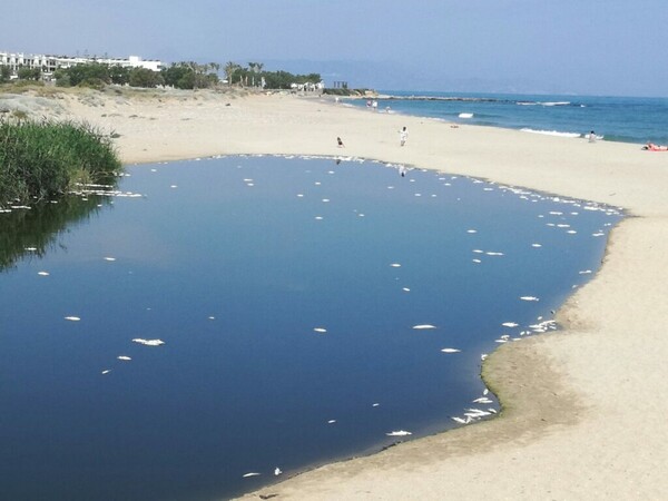 Ηράκλειο: Εκατοντάδες νεκρά ψάρια στην εκβολή του Αποσελέμη