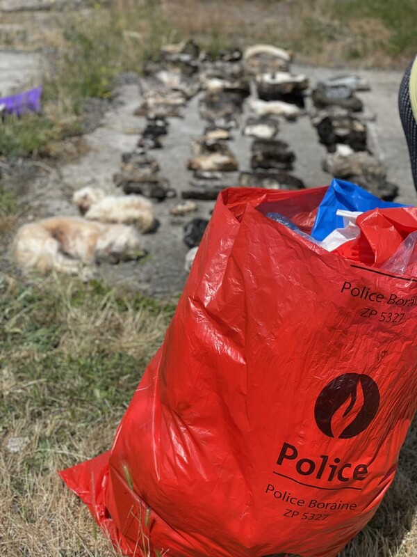 Βέλγιο: Βρήκαν 75 νεκρές γάτες και τρεις σκύλους μέσα σε καταψύκτες [ΣΚΛΗΡΕΣ ΕΙΚΟΝΕΣ]