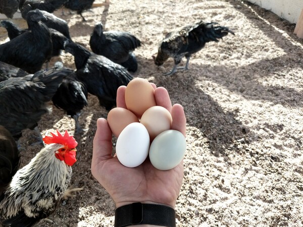 Η κότα έκανε το αυγό ή το αυγό την κότα; Επιστήμονες (πιστεύουν ότι) βρήκαν επιτέλους απάντηση