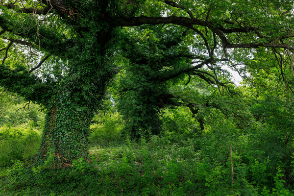 Το Δάσος των Μουριών με τα αιωνόβια δέντρα γίνεται ξανά επισκέψιμο μετά από 20 χρόνια- με μονοπάτια και για ΑΜΕΑ