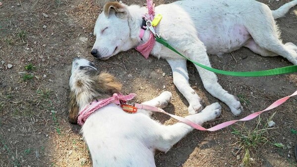 Γιορτή Υιοθεσίας Αδέσποτων: Από τον φιλοζωικό σύλλογο Αιγιαλειας στο Νέο Ψυχικό - 1ο σύστημα προσκόπων - Αλ. Παπαναστασιου 21