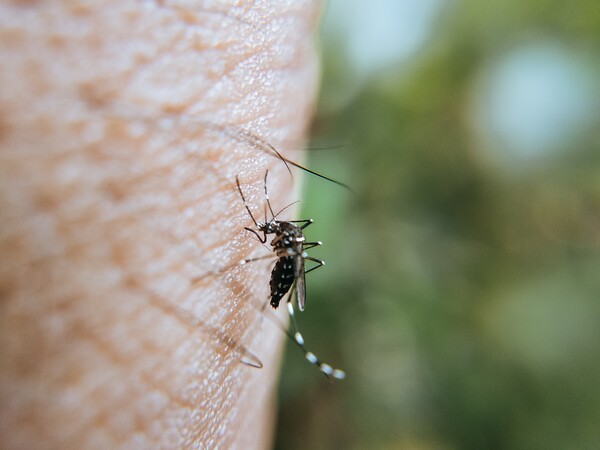 ΗΠΑ: Πέντε κρούσματα ελονοσίας για πρώτη φορά εδώ και 20 χρόνια 