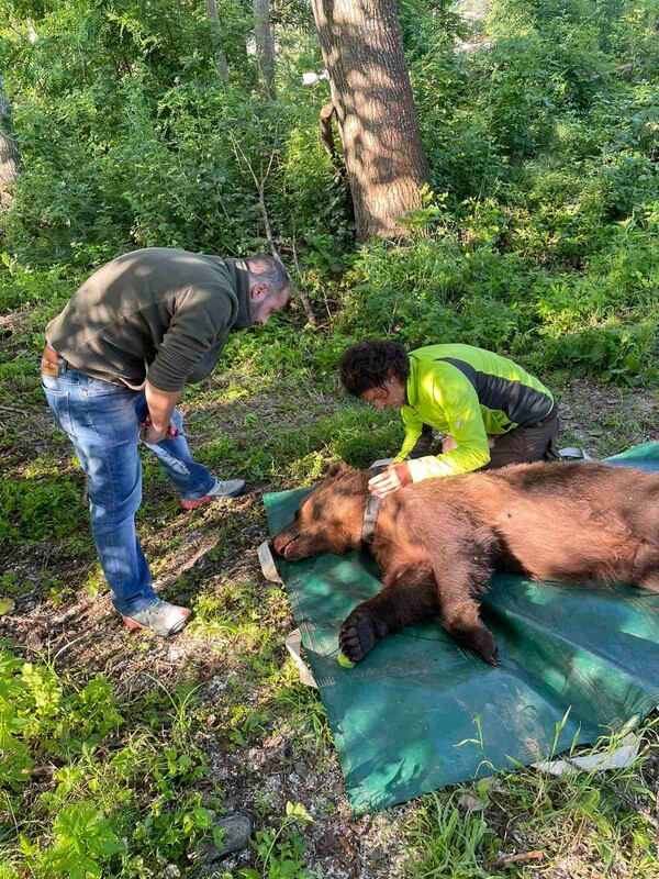 Φλώρινα: Συνέλαβαν αρκούδα που «έκλεβε» κοτέτσια – Την επανένταξαν στο δάσος