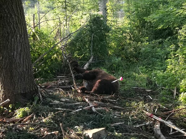 Φλώρινα: Συνέλαβαν αρκούδα που «έκλεβε» κοτέτσια – Την επανένταξαν στο δάσος