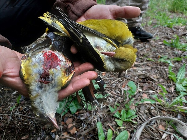 Ζάκυνθος: Κυνηγοί σκοτώνουν προστατευόμενα τρυγόνια