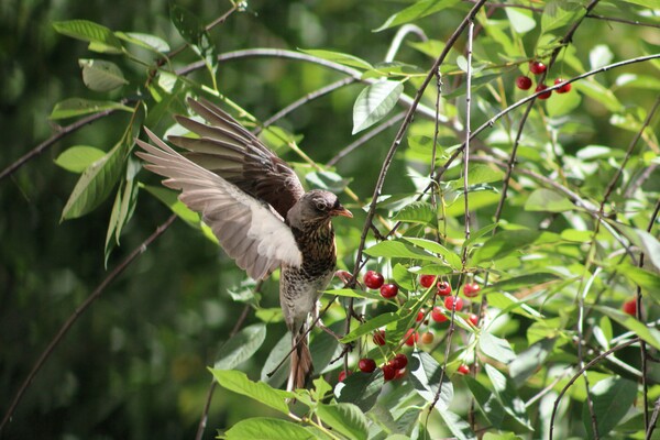 «Διαλέξετε τα κεράσια σας»: Εκδήλωση ακυρώθηκε αφότου πουλιά έφαγαν όλα τα φρούτα