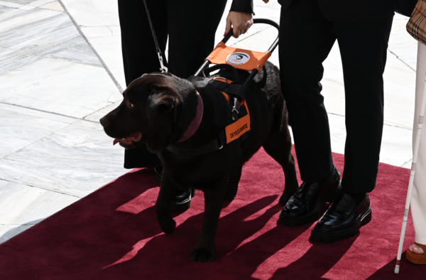 Ο Μπάμπου είναι πρώτος σκύλος οδηγός που μπήκε στη Βουλή
