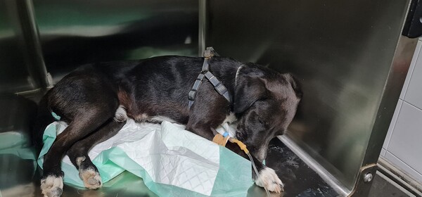 Κακοποίηση σκύλου στο Ηράκλειο: Επιχείρησαν να τον ευνουχίσουν με tire up