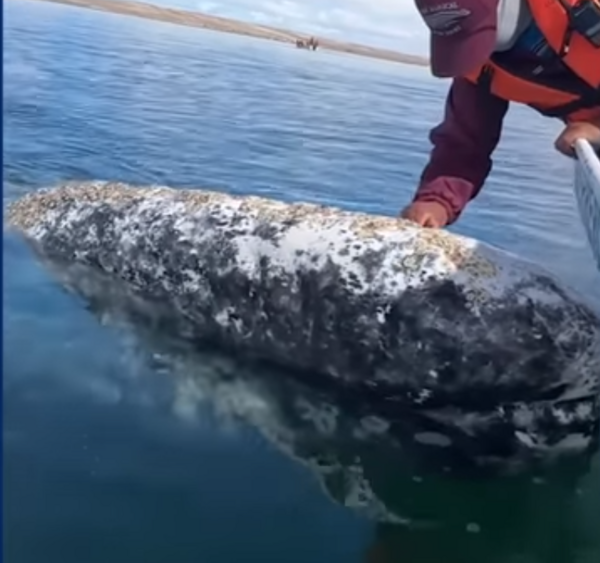 Μεξικό: Η στιγμή που φάλαινα «ζητά βοήθεια» για να της αφαιρέσουν παράσιτα 