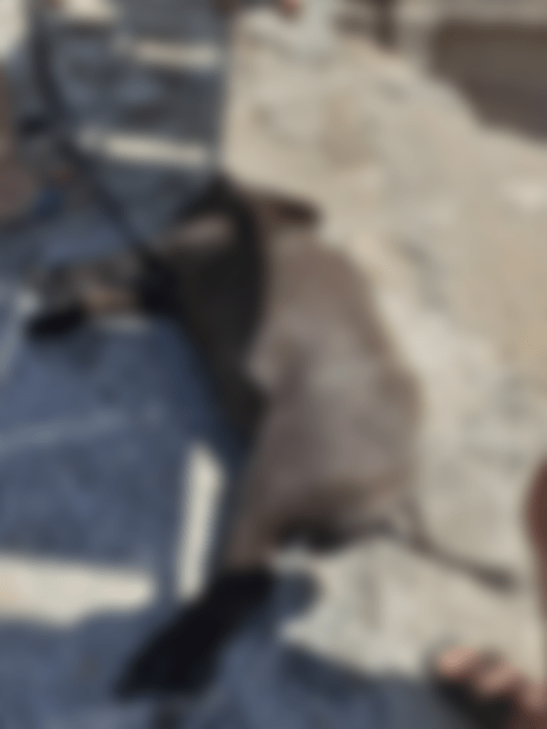 Πήλιο: Αγριογούρουνο επιχείρησε να κολυμπήσει από το ένα σημείο της ξηράς στο άλλο