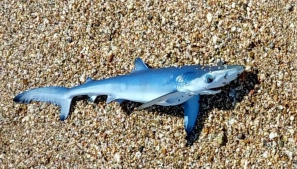 Έβρος: Γαλάζιος καρχαρίας στα ρηχά - Τον εντόπισαν παιδιά