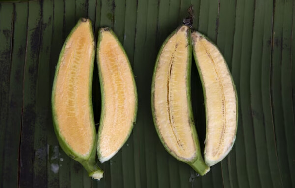 Επιστήμονες δημιούργησαν τη «σούπερ μπανάνα»- Πειράζει που είναι λίγο πορτοκαλί;