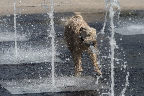 Καύσωνας «Κλέων»: Σκύλος πέθανε από θερμοπληξία στην Κατερίνη
