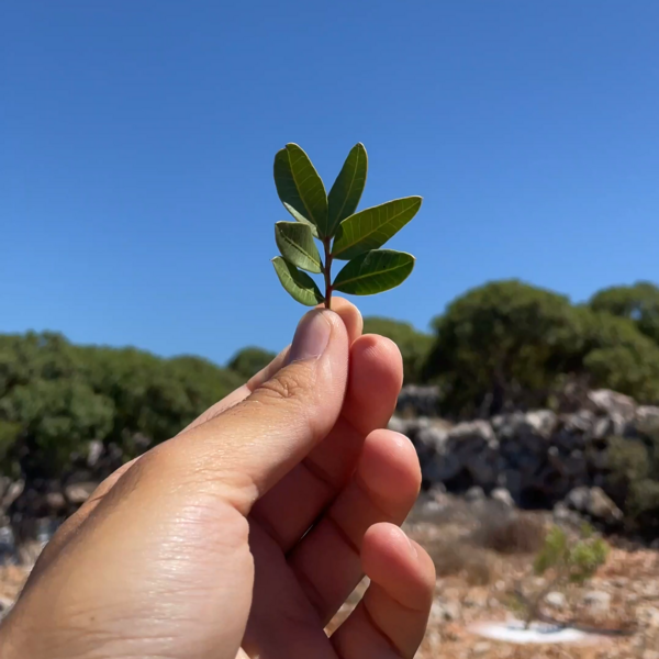 Η Μαστίχα ενώνει γενιές
