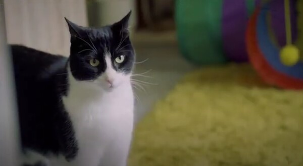 O Zebby είναι η «γάτα της χρονιάς» γιατί «ακούει» για λογαριασμό της κωφής κηδεμόνα του 