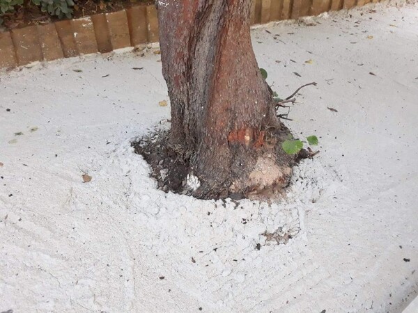 ΓΙΑ ΧΡΙΣTINA Έργα στο Παλαιό Φάληρο «σκοτώνουν» τα δέντρα στα πεζοδρόμια 