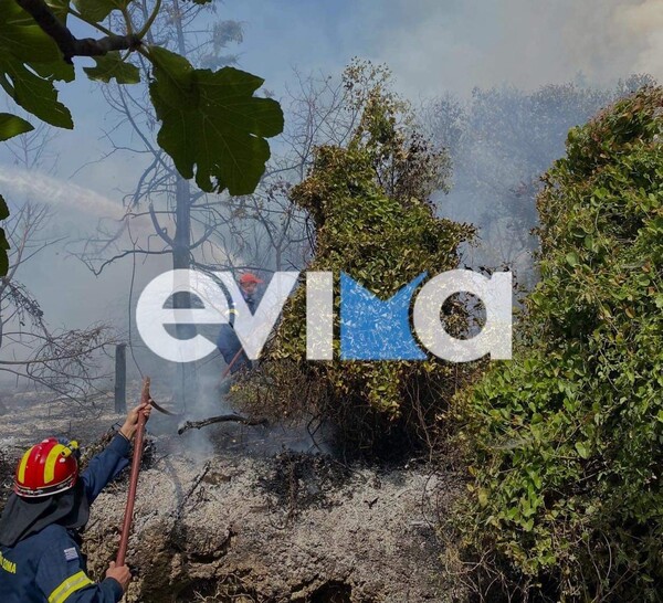Φωτιά τώρα στην Εύβοια