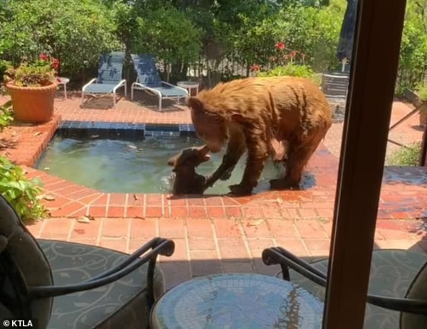 Καλιφόρνια: Αρκούδα βούτηξε σε πισίνα με το μωρό της για να δροσιστούν από τον καύσωνα