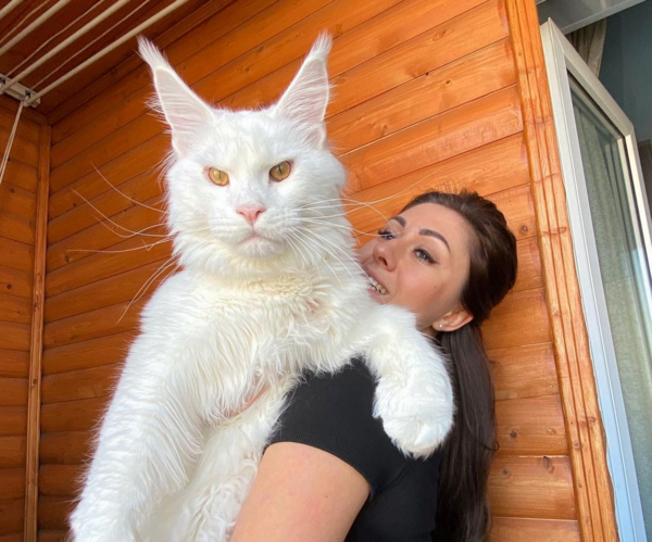 Είναι αυτός ο μεγαλύτερος γάτος στον κόσμο; Ο Kefir φτάνει να ανοίξει μόνος του πόρτες