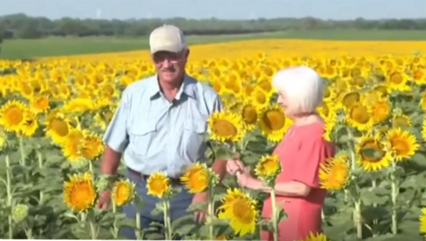 Φύτεψε τεράστιο χωράφι με ηλίανθους για τη σύζυγό του – Δώρο για την 50η επέτειό τους