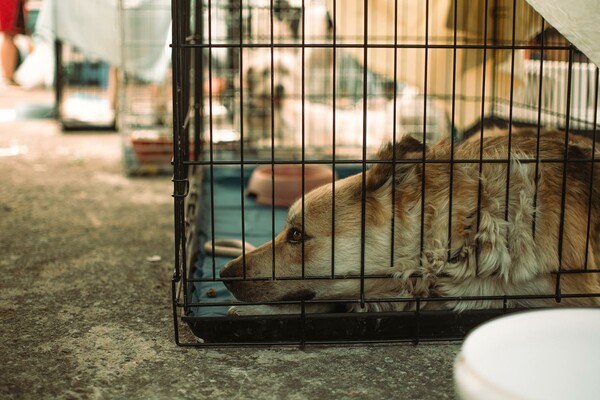 Τα ζώα που σώθηκαν από τις πυρόπληκτες περιοχές ζητούν συντροφιά