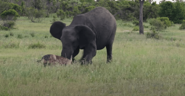 Η μοναδική στιγμή που μαμά ελέφαντας προσπαθεί να κάνει το νεογέννητό της να σταθεί στα πόδια του