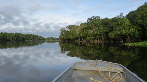 Αμαζόνιος: Στο χαμηλότερο επίπεδο των τελευταίων 6 ετών η αποψίλωση του δάσους