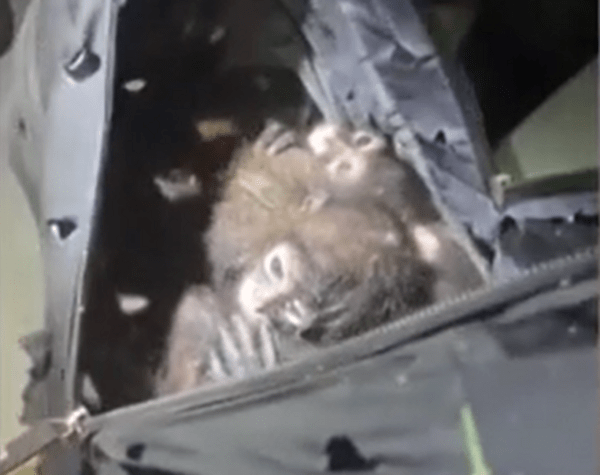 Εντοπίστηκαν 7 πίθηκοι σε σακίδιο- Άνδρας επιχείρησε να τους περάσει λαθραία στις ΗΠΑ