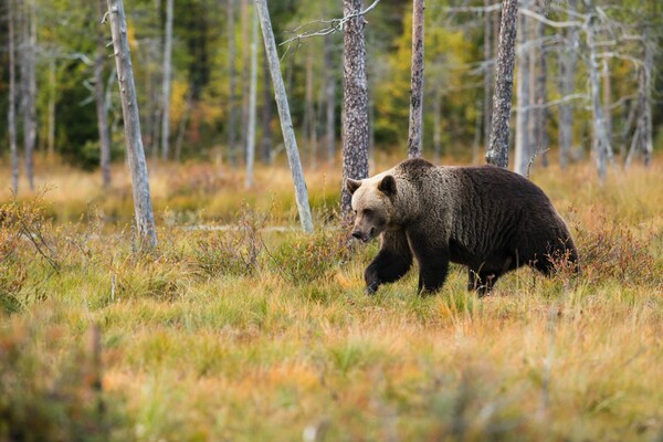 Κολοράντο: Αρκούδα τρόμαξε και επιτέθηκε σε κατασκηνωτή, πάνω σε αιώρα