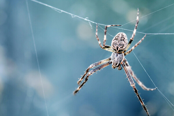 Έκλεισε σούπερ μάρκετ όταν εντοπίστηκε επικίνδυνη αράχνη- Προκαλεί μακροχρόνια, επώδυνη στύση