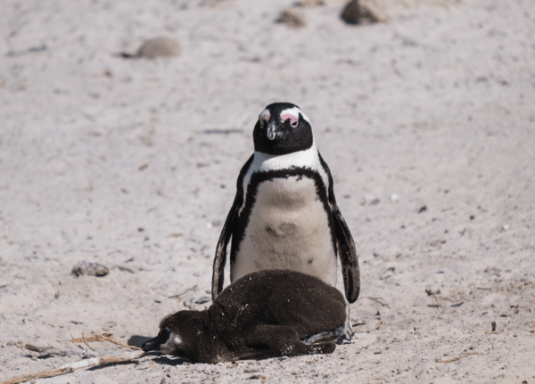 African penguins could be extinct by 2035, campaigners say