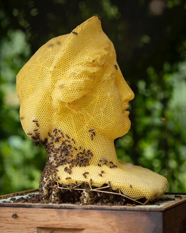 Μέλισσες σε ρόλο γλύπτη: Τα εντυπωσιακά έργα μίας απρόσμενης «συνεργασίας»