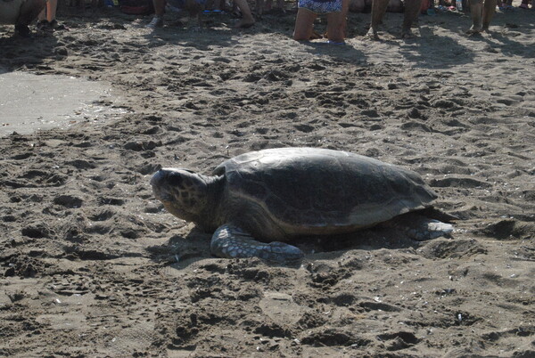 Ρεκόρ σε φωλιές θαλάσσιας χελώνας Caretta-caretta - 1.800 φέτος στη Ζάκυνθο