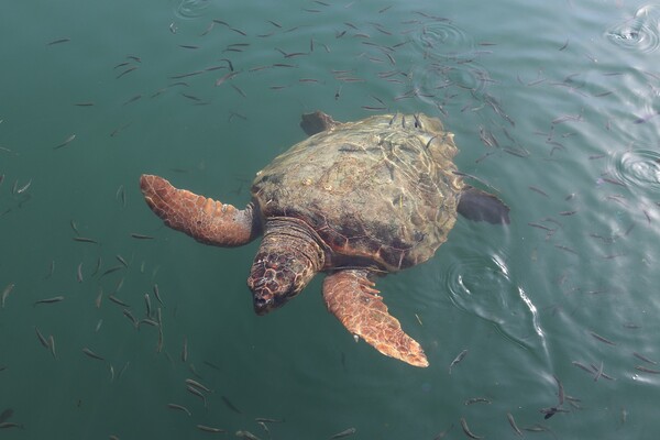 Ρεκόρ σε φωλιές θαλάσσιας χελώνας Caretta-caretta - 1.800 φέτος στη Ζάκυνθο