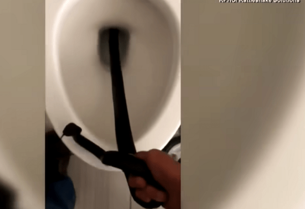 Φίδι εντοπίστηκε στην τουαλέτα μετά από διακοπές- Οι προσπάθειες των ειδικών να το μαζέψουν