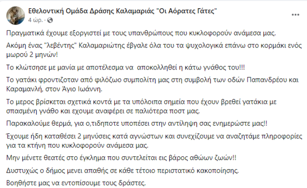 Θεσσαλονίκη: Άγνωστος χτύπησε γάτα δύο μηνών– Αποκολλήθηκε η γνάθος της