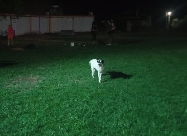 Φωτιά στην Αλεξανδρούπολη: Διασώθηκαν δεκάδες σκύλοι – «Το βράδυ προβλέπεται μακρύ»