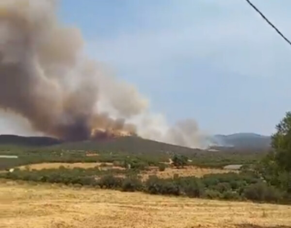 Φωτιά τώρα κοντά στον Πολύγυρο Χαλκιδικής και στα Καλύβια Αττικής