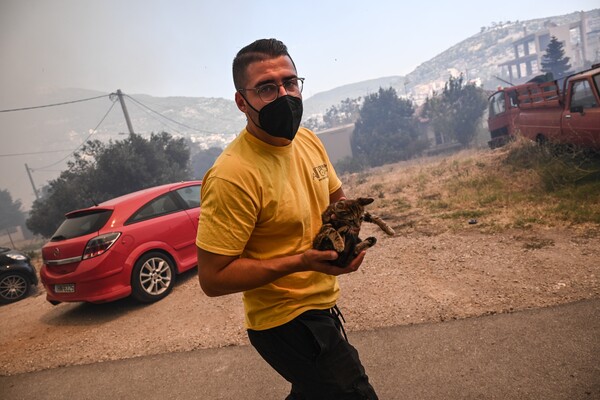 Ανοιχτός σταθμός πυρόπληκτων ζώων στο Γαλάτσι- Οδηγίες για τα εγκλωβισμένα 