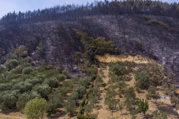 Φωτιά στην Αλεξανδρούπολη: 15 εικόνες από την τεράστια καταστροφή