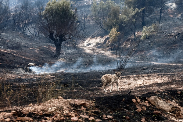 Δασαρχείο Πάρνηθας: Λειτουργεί με έναν δασολόγο