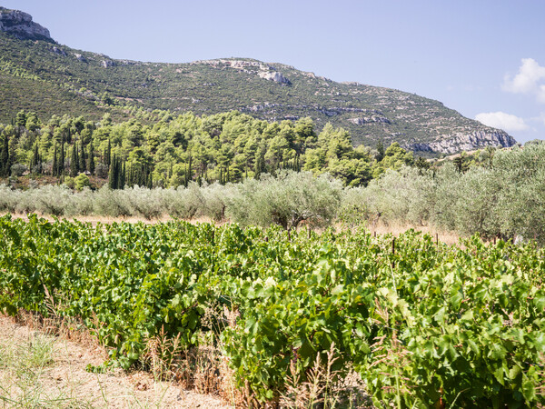 Γιορτή τρύγου στο κτήμα Παλιβού