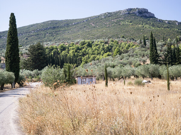 Γιορτή τρύγου στο κτήμα Παλιβού